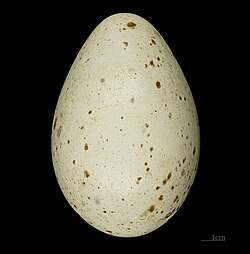 Egg