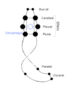 Simplified diagram of the mollusc nervous system