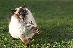 In both agricultural and urban environments house mice are often preyed upon by the domestic cat, as with this ragdoll, seen here playing with a mouse it has caught.