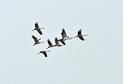A group acts as a social environment of individuals: a flock of nine common cranes.