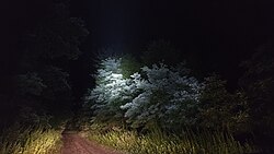 Sylvanshine produced by a spotlight.