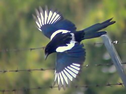 In flight, showing the white wing patches and the pale grey rump