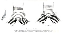 The syrinx has simple muscles. The only sounds that can be produced are roars and hisses.