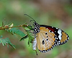 Male Danaus chrysippus showing the pheromone pouch and brush-like organ in Kerala, India