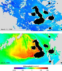 Satellite maps of the concentration of chlorophyll (representing abundance of phytoplankton) during El Niño (top) and La Niña (bottom). The color scale goes from blue at the lowest concentrations to red at the highest. Currents that normally fertilize phytoplankton reverse during El Niño, resulting in barren oceans. The same currents are strengthened by La Niña, resulting in an explosion of ocean life.