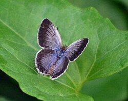 In Kolkata, West Bengal, India
