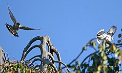 Merlin chasing a blue jay