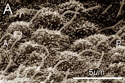 Scanning electron micrograph of nodal cilia on a mouse embryo
