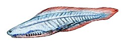 The Cambrian Haikouichthys, 518 mya[26]