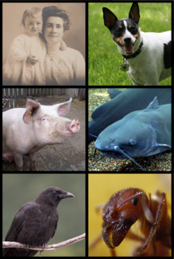 Examples of omnivores. From left to right: humans,[1] dogs,[2] pigs, channel catfish, American crow, gravel ant