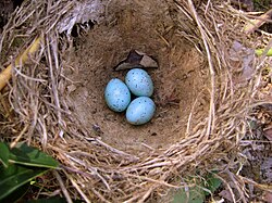 Song thrush eggs in a nest