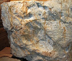 Footprints of an adult and juvenile from the Morrison Formation
