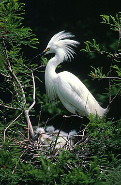 Snowy egret