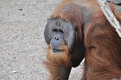 Close-up of an adult male, Tierpark Hagenbeck, Hamburg