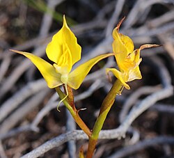 Disa tenuifolia
