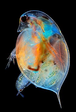 A cladocera giving birth (100x magnification)