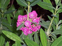 Sheep laurel grows in clearings and shallow soils. It can form extensive shrub barrens after logging.