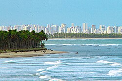 Coconut trees in Pernambuco