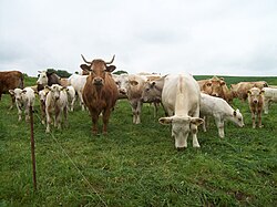 Worldwide, the animal industry provides only 18% of calories, but uses 83% of agricultural land and emits 58% of food's greenhouse gas emissions.[83]