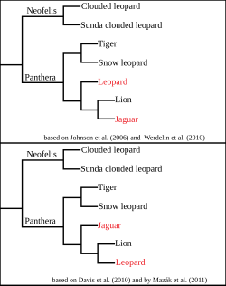 Two cladograms proposed for Panthera. The upper one is based on phylogenetic studies by Johnson et al. (2006),[9] and by Werdelin et al. (2010).[97] The lower cladogram is based on a study by Davis et al. (2010)[19] and by Mazák et al. (2011).[1]