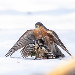 Male caught by a male Eurasian sparrowhawk, in Moscow