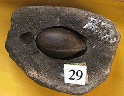 The fossil seed Trigonocarpus