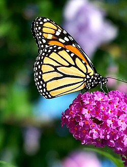Nectaring on butterfly-bush (Buddleja) (2006)