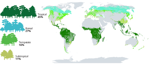 Proportion and distribution of global forest area by climatic domain, 2020[1]