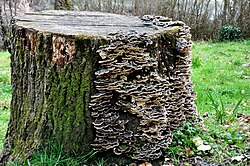 Bracket fungi on a tree stump