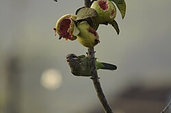 White-cheeked barbet eating guava