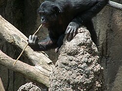 A bonobo fishing for termites using a sharpened stick. Tool usage in acquiring food is believed to be a cultural behavior.