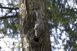 A Siberian flying squirrel