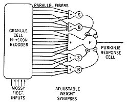 Model of a neural circuit in the cerebellum, as proposed by James S. Albus