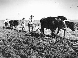 Members of the Qom community in the early 1960s use an ox to plow the fields of their farm.