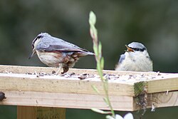 Feeding her chick by shelling sunflower seeds