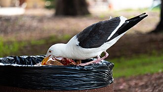 An urban gull scavenging in a garbage can for food