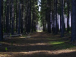 Monterey Pine trees in Kuitpo Forest near Adelaide in South Australia