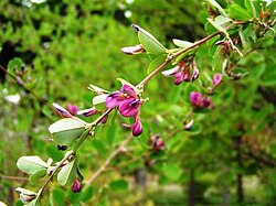 Lespedeza cyrtobotrya flowering branch