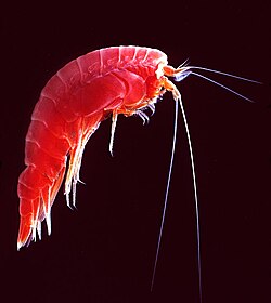 Amphipod with curved exoskeleton and two long and two short antennae