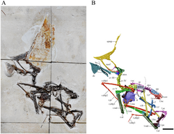 Tupandactylus, a fossil pterosaur that was preserved with feathers and other soft tissues intact