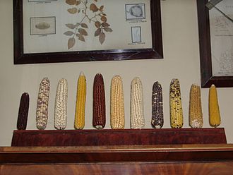 Varieties of maize in the office of the Russian plant geneticist Nikolai Vavilov