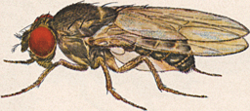 Male Drosophila pseudoobscura