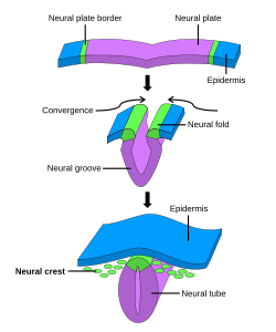 Stages of neural tube formation.