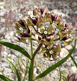 Asclepias asperula, antelope horns milkweed