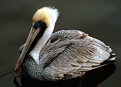 Brown pelican