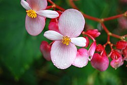 Pink flowering Begonia