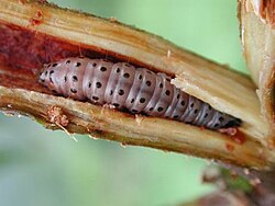 Hypsipyla grandela damages mahogany in Brazil