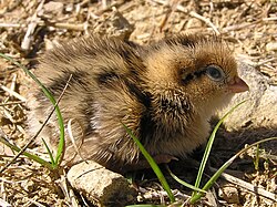 California quail chicks on ground