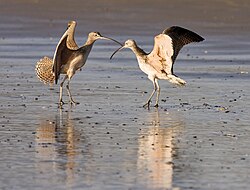 Male and female long-billed curlew, Numenius americanus, mutual courtship display