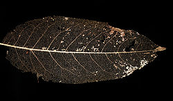Vein skeleton of a leaf. Veins contain lignin that make them harder to degrade for microorganisms.